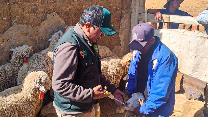 Junín: Inicia campaña de dosificación de ovinos en  Jauja