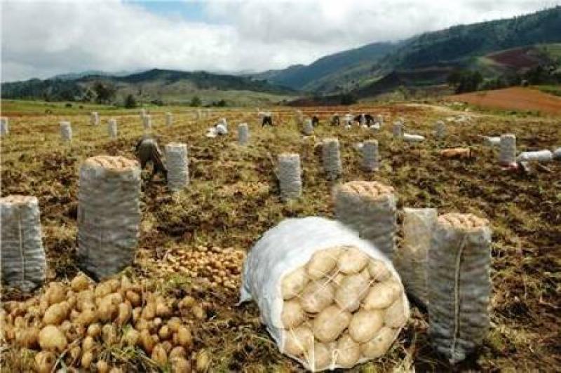 JUNÍN: PRODUCCIÓN AGRÍCOLA ALCANZÓ LAS 184.120 TONELADAS EN ENERO PASADO