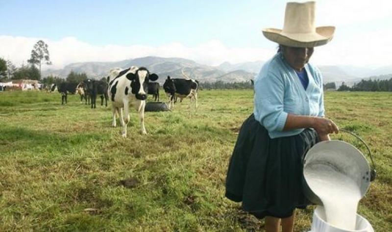 Junín produce 150 mil litros de leche diariamente