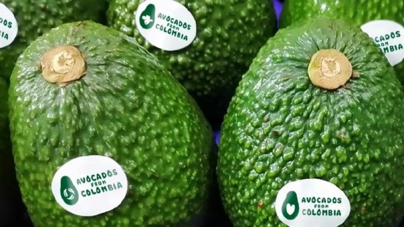 La agroindustria colombiana del Aguacate Hass presenta su marca país