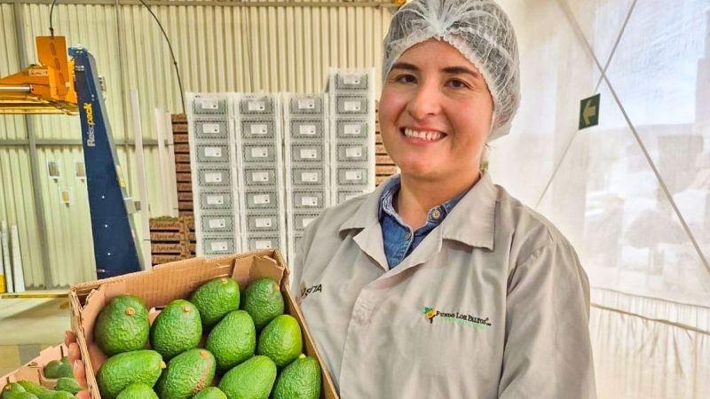 La Asociación de Agricultores Innovadores de Áncash concreta su primera operación de exportación de palta Hass