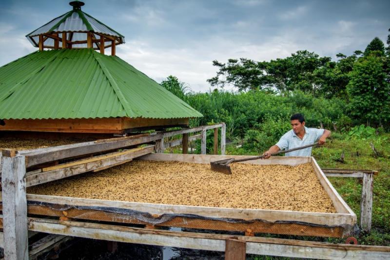 La caficultura tradicional no es sostenible, hay que ir hacia una producción inteligente