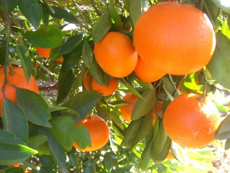LA CALERA EXPORTARÁ 27 MIL TM DE MANDARINAS EN 2014