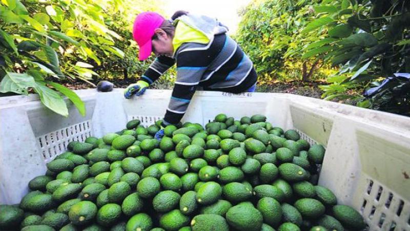 La demanda por palta crece en los supermercados en respuesta al COVID-19