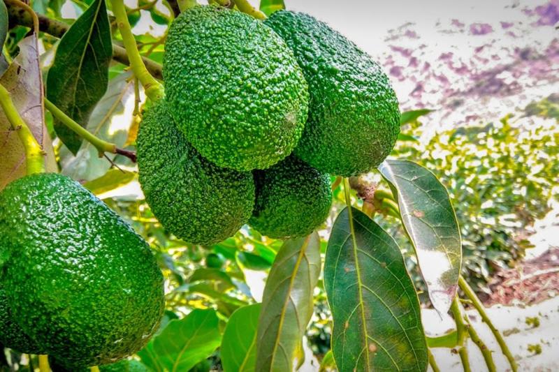 "La edad dorada ha terminado y el mercado mundial de la palta está cambiando velozmente"