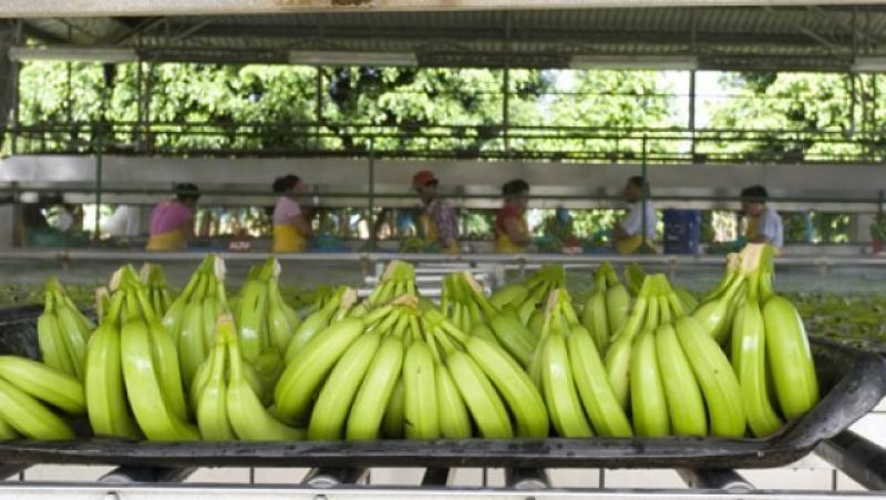 LA III CONFERENCIA INTERNACIONAL DEL BANANO ORGÁNICO REUNIRÁ A EXPERTOS INTERNACIONALES