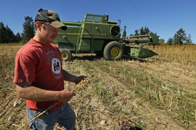 La incipiente industria de producción de quinua en Estados Unidos espera su oportunidad