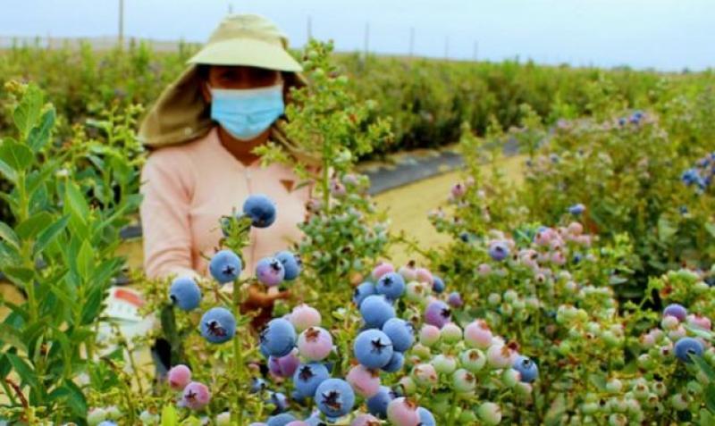 La Libertad aporta casi el 50% de las exportaciones de arándanos hasta la semana 32