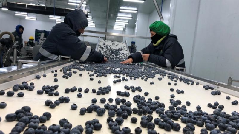La Libertad concentra 49% de las exportaciones de arándanos en la actual campaña