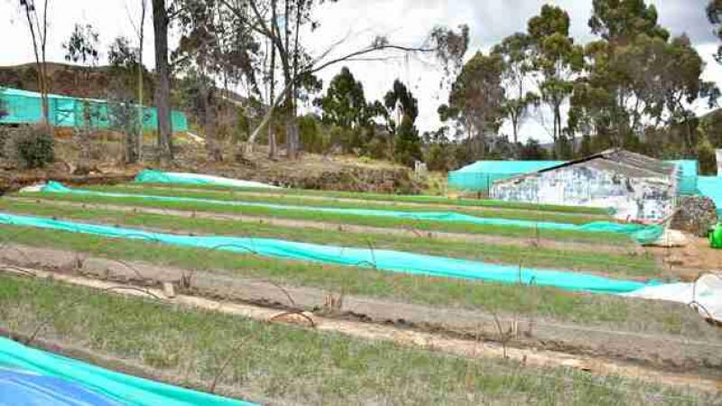 La Libertad: implementarán 970 hectáreas de bosque en la cuenca del río Chicama