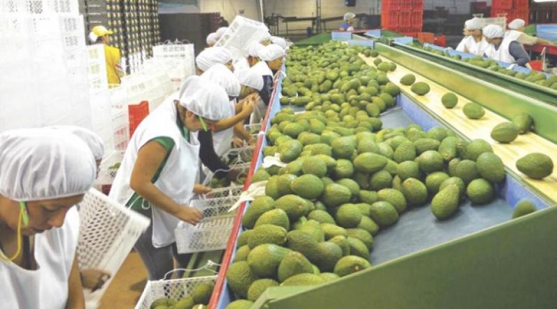 La Libertad lideró exportaciones de palta fresca peruana durante el 2017