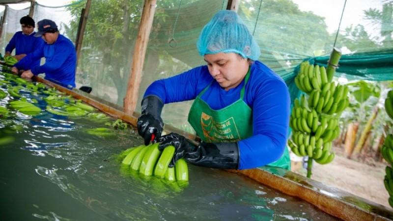La Libertad: productores de banano exportan más de 100 contenedores anuales a Europa