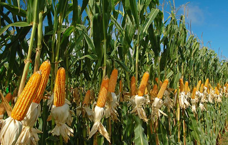 La Libertad: usarán nuevas tecnologías en el cultivo del maíz amarillo en Virú