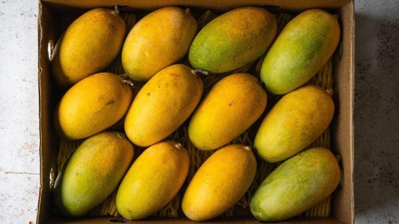 La paradoja del 1%: ¿Por qué el mayor productor mundial de mango no logra exportar?