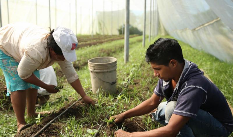 La pequeña agricultura tiene que competir por mano de obra en un mercado con remuneraciones al alza