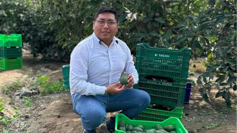 La producción de palta Hass es una opción favorable en un contexto de agricultura responsable