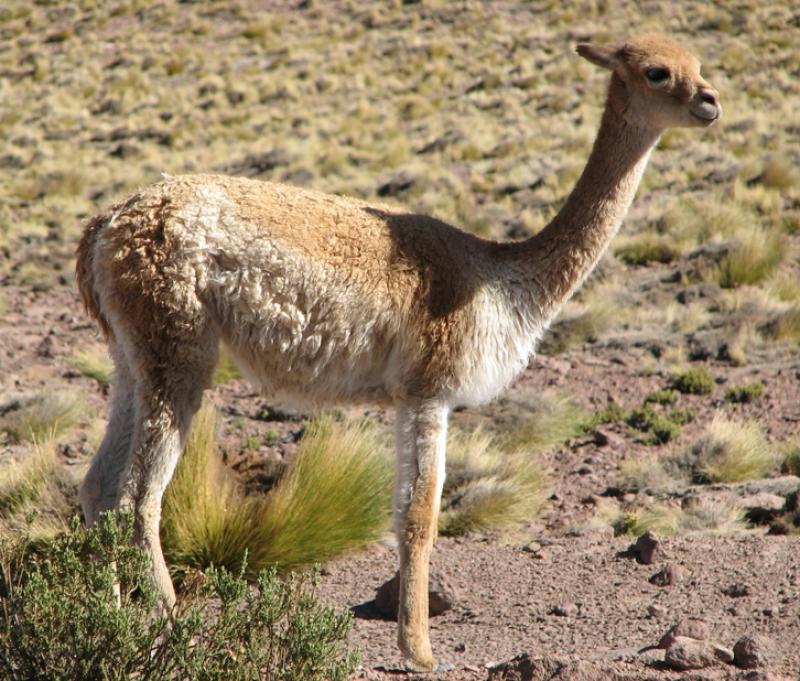 LA SARNA: EL PEOR ENEMIGO DE LA VICUÑA