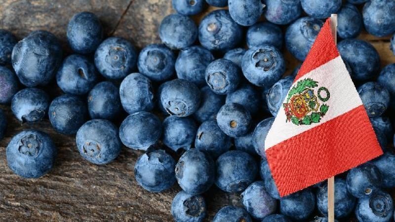 La segunda curva del arándano peruano