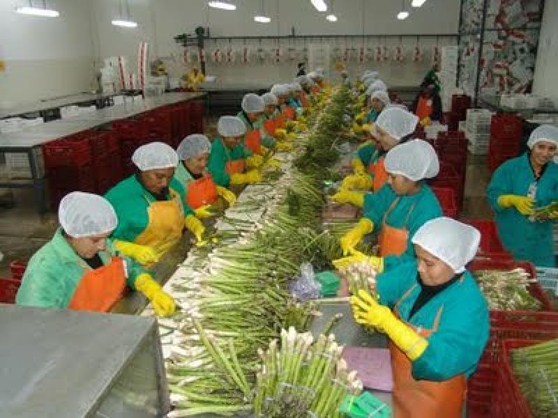 LAMBAYEQUE: AGROEXPORTACIONES CAEN EN 6.55% PRIMER TRIMESTE DE 2013