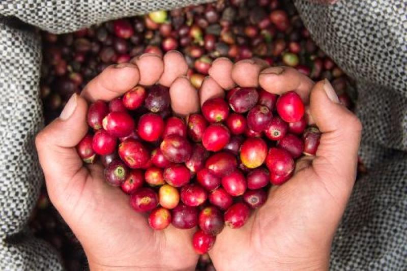 Lambayeque aspira a convertirse en una zona ideal para los cafés especiales