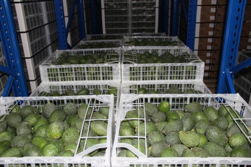 LAMBAYEQUE: EXPORTACIONES DE PALTA CRECIERON EN VALOR 208%