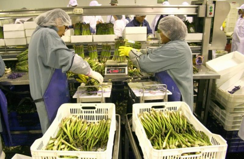 LAMBAYEQUE EXPORTÓ ESPÁRRAGOS A NUEVA ZELANDA