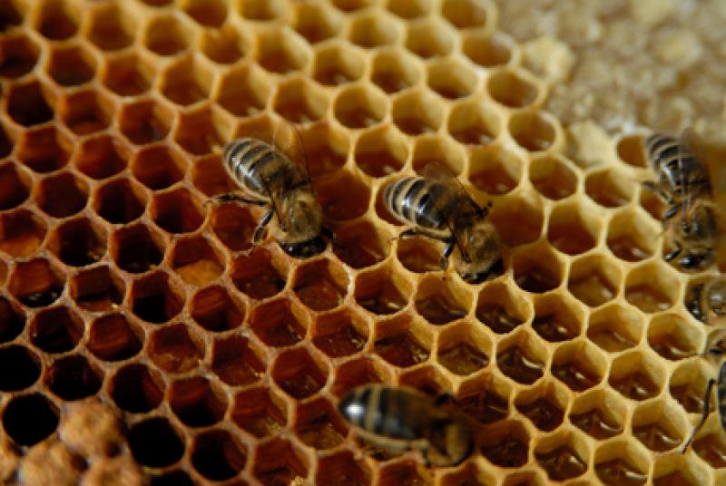 LAMBAYEQUE INCREMENTARÍA PRODUCCIÓN DE MIEL DE ABEJA ORGÁNICA EN 25%