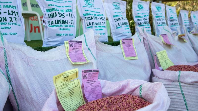 Lanzan nueva variedad de arroz “INIA 516 Lm1-La Unión 23”