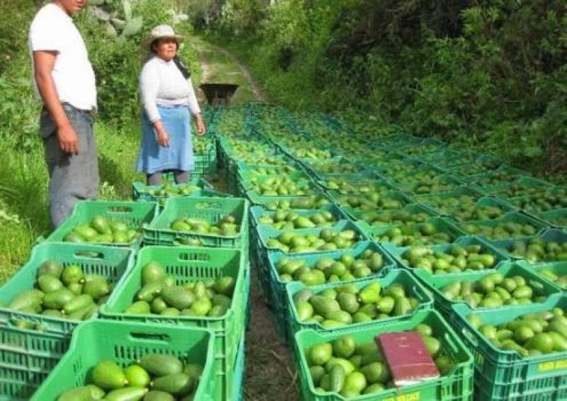 LANZAN RED DE INFORMACIÓN AGRARIA EN TACNA