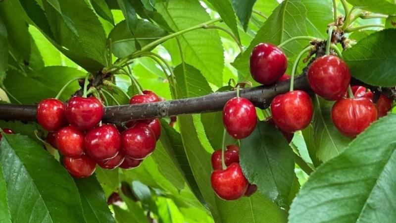 "Las cerezas son un pilar en la fruticultura chilena, por lo que la cooperación será fundamental para su estabilidad y crecimiento"