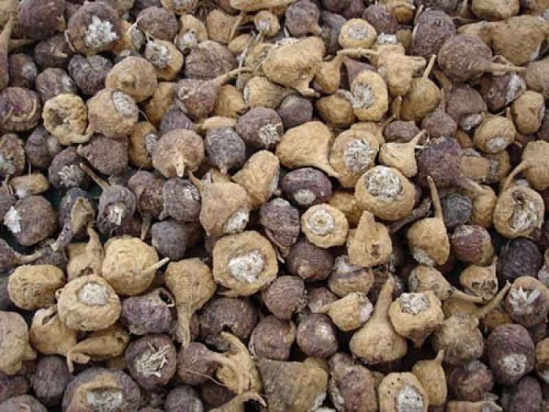 LAS EXPORTACIONES DE MACA AUMENTAN 41%