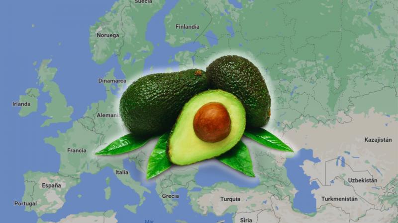 Las principales empresas importadoras de palta peruana en Europa durante 2024