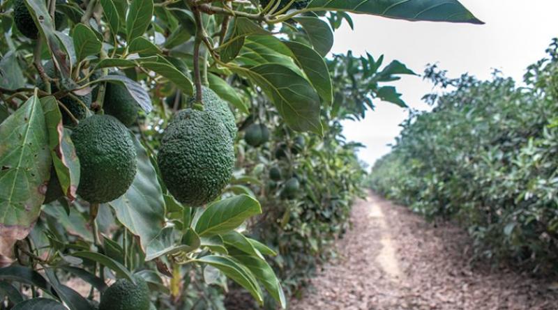 Latinoamérica concentra el 75% de las hectáreas de palta Hass que existen en el mundo