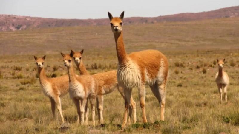 Ley fija parámetros para uso de inteligencia artificial en protección de vicuñas