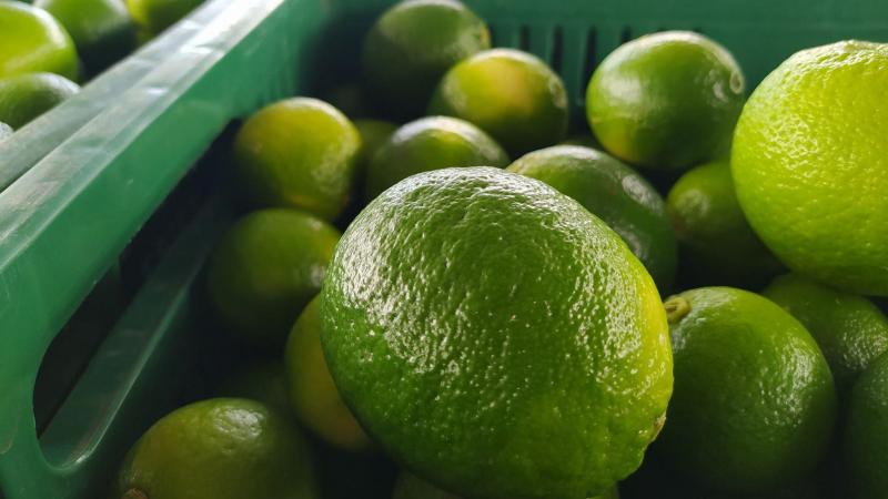 Limón Tahití peruano, una industria con proyección