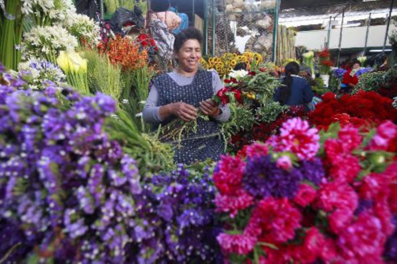 Lince abre convocatoria a proveedores de plantas, semillas, abonos, insecticidas y fungicidas