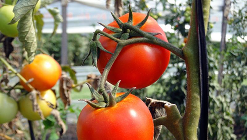 Lo que callan las plantas: investigadores descubrieron que “gritan” cuando sufren