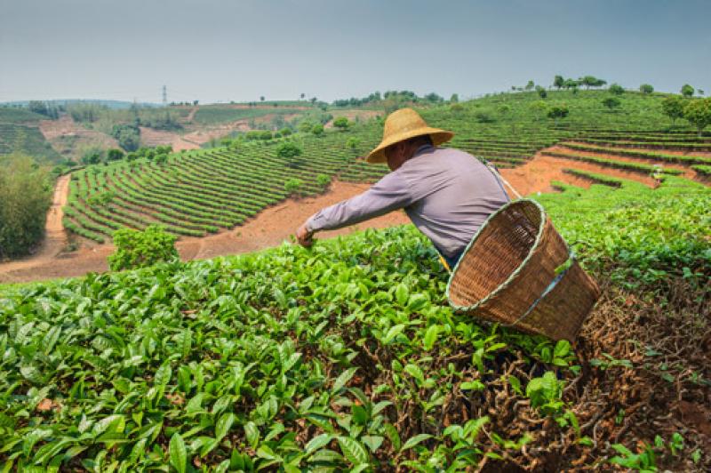 Los efectos del libre comercio sobre la agricultura familiar