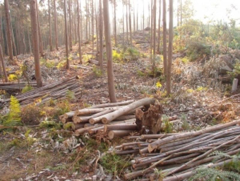 LOS NEGOCIOS FORESTALES, UNA ALTERNATIVA RENTABLE Y NECESARIA