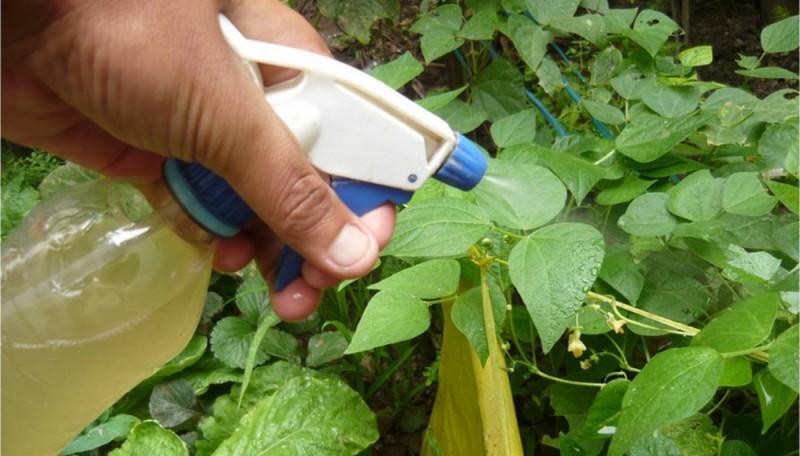 Los ocho insecticidas caseros más fáciles de elaborar para eliminar plagas de tu huerta