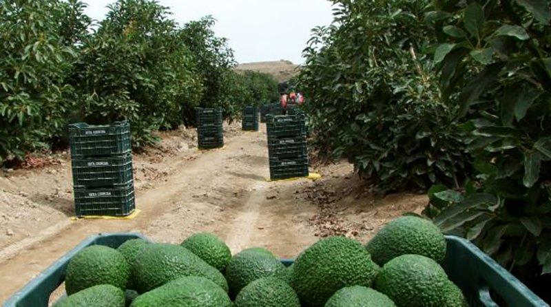 Malos precios de la palta Hass peruana en 2022 generarían que no haya mayor dinamismo en la instalación de nuevas áreas este año