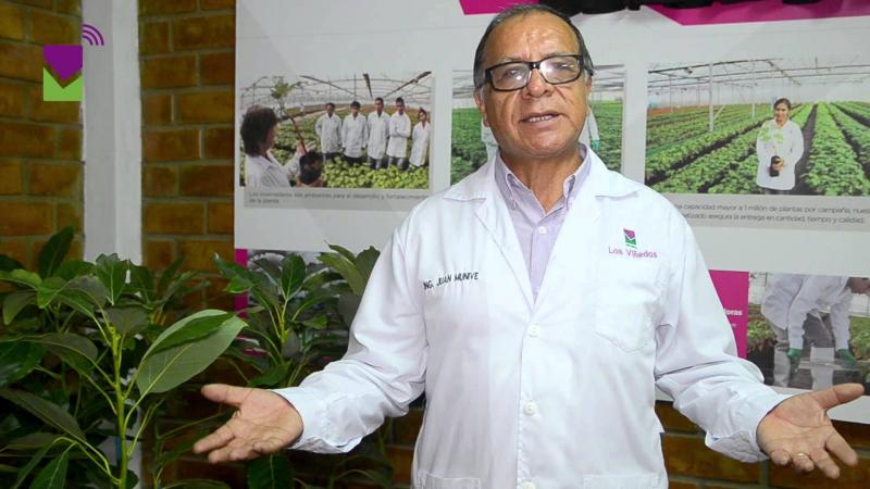 MANEJO FITOSANITARIO EN PRODUCCIÓN DE PLANTAS ES IMPORTANTE PARA CULTIVOS