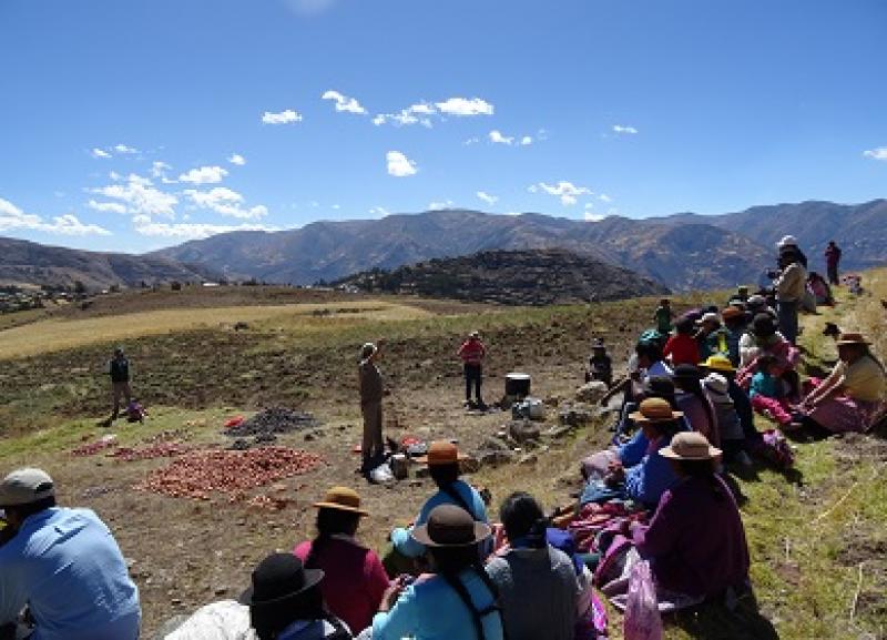 MANEJO TECNIFICADO PERMITIÓ OBTENER 20 TONELADAS DE SEMILLA POR HECTÁREA  DE PAPA NATIVA