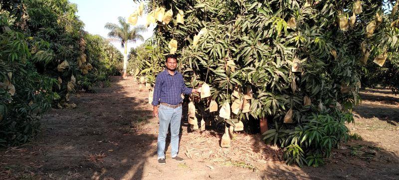 Mango de la India apuesta por mejorar las Buenas Prácticas Agrícolas y la Gestión Poscosecha