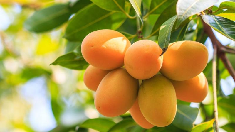 Mango Edward peruano arribó al mercado de Corea del Sur