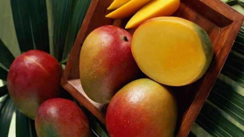 Mango mexicano conquista el mundo: la historia de una fruta convertida en potencia exportadora