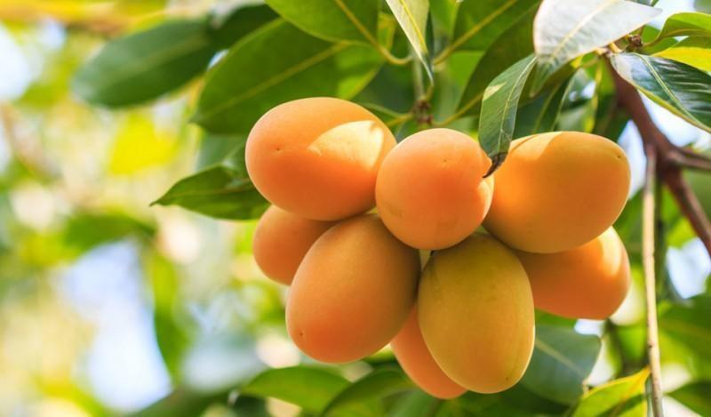 Mango peruano: De cultivo incipiente a potencia global en 25 años