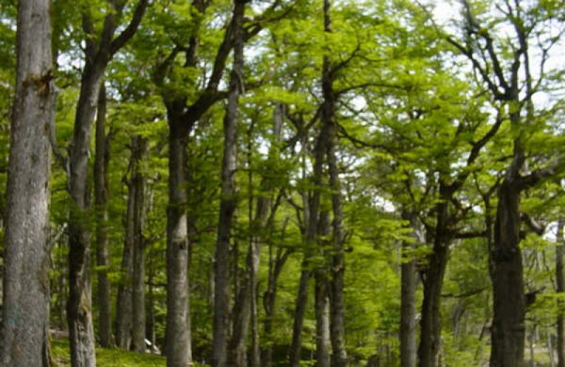 “MANUAL DE AUDITORÍAS PERMITIRÁ MEJOR MONITOREO DE CONCESIONES FORESTALES”