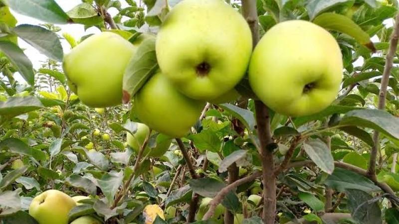 Manzana Santa Rosa: producir calidad no basta si el precio no cubre el esfuerzo