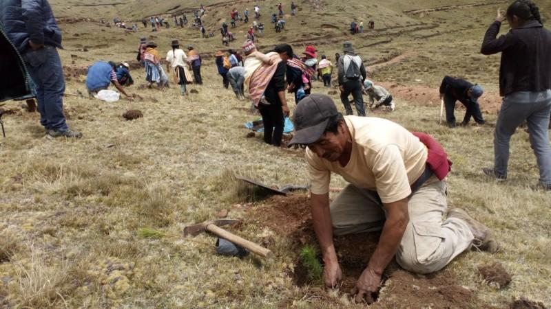 Más de 1 millón de plantones forestales serán instalados en cuencas altoandinas